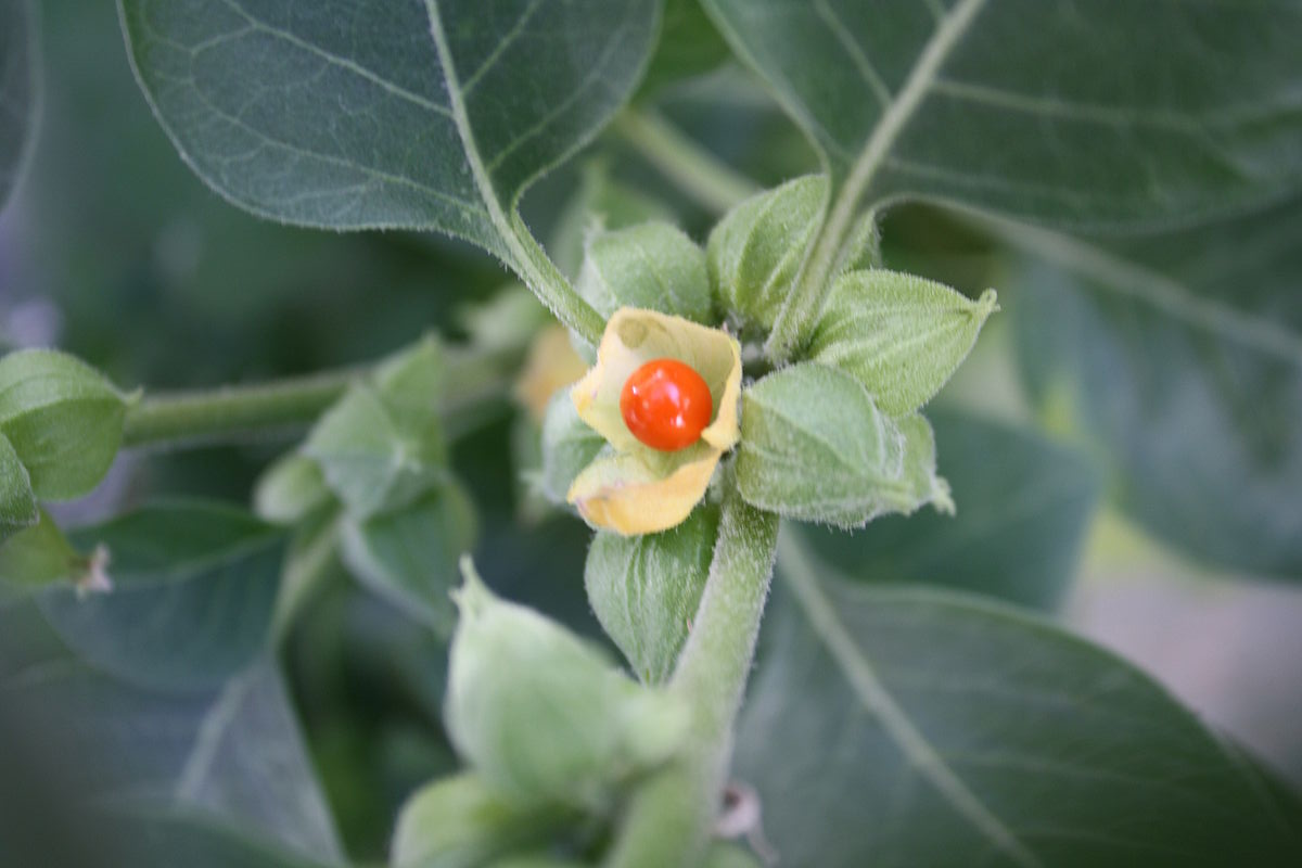 Withania somnifera - An Overview